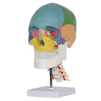 Farve voksen person Kranie model med cervikal medicinsk brug, kunst maleri menneskelige skelet 20*14*29cm PVC materiale