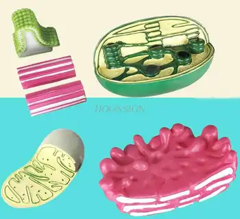Forskellige cell modeller organel struktur grønkorn mitokondrier Golgi apparatet centrale organ, biologi undervisning instrument