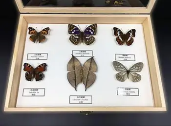 Insekt prøver Butterfly prøver Biologiske videnskab instrument